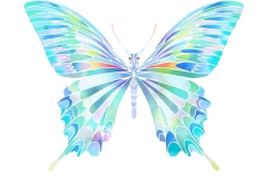 il_ani_butterfly